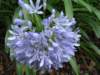 Agapanthus or Lily of the Nile